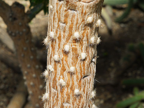 Quiabentia verticillata