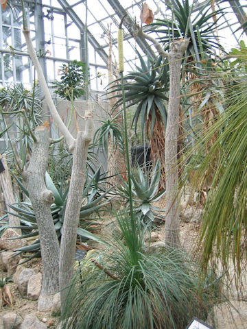 Xanthorrhoea arborea