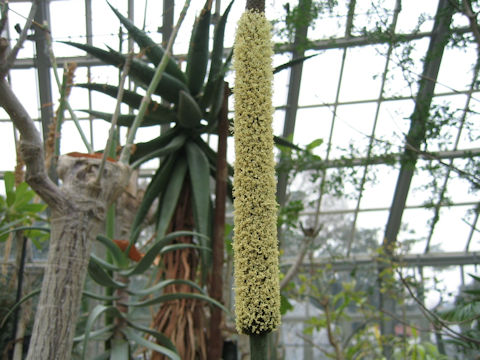 Xanthorrhoea arborea