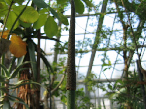 Xanthorrhoea arborea