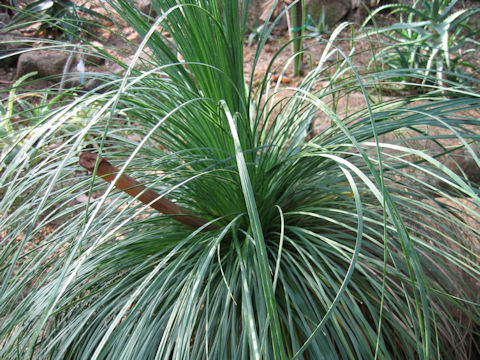 Xanthorrhoea arborea