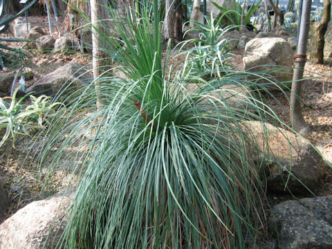 Xanthorrhoea arborea