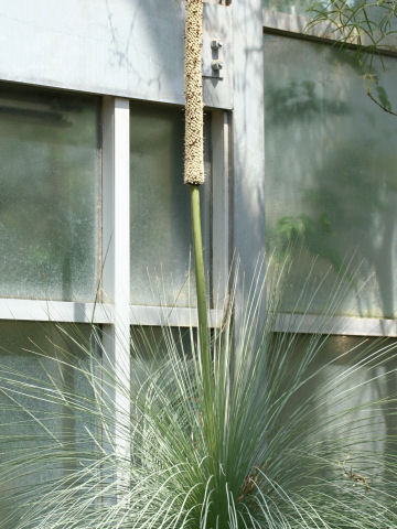 Xanthorrhoea australis