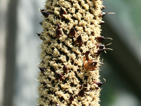 Xanthorrhoea australis