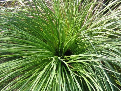 Xanthorrhoea australis