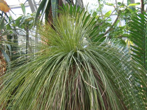 Xanthorrhoea australis