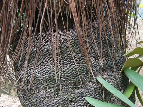 Xanthorrhoea australis