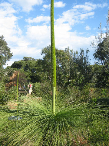 Xanthorrhoea sp.