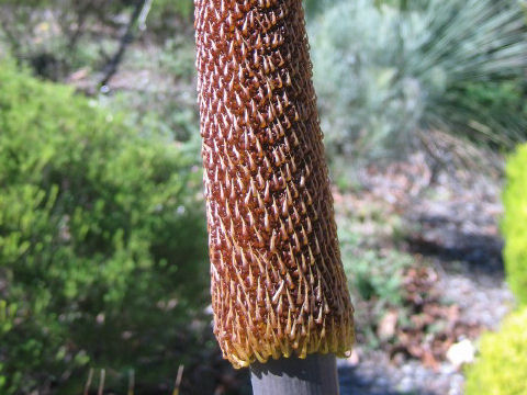 Xanthorrhoea sp.