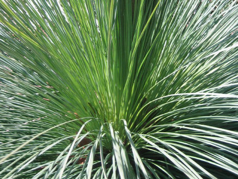 Xanthorrhoea sp.