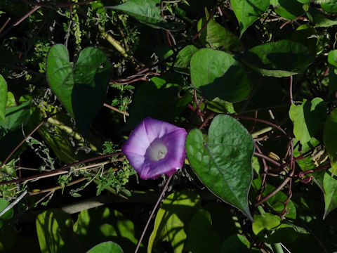 Ipomoea hederacea var. integriuscula