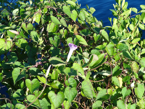 Ipomoea hederacea var. integriuscula