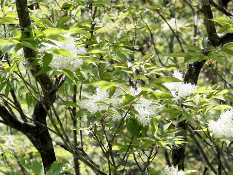 Fraxinus sieboldiana