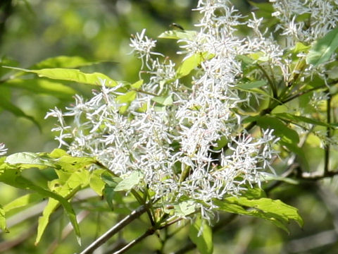 Fraxinus sieboldiana