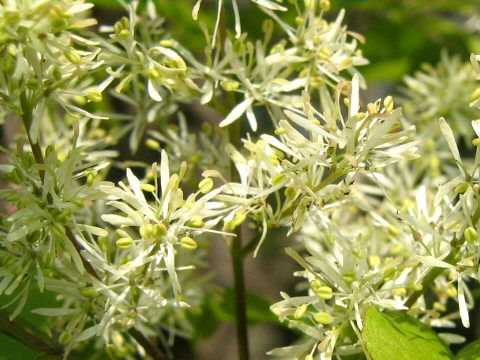 Fraxinus sieboldiana