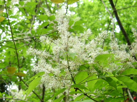 Fraxinus sieboldiana