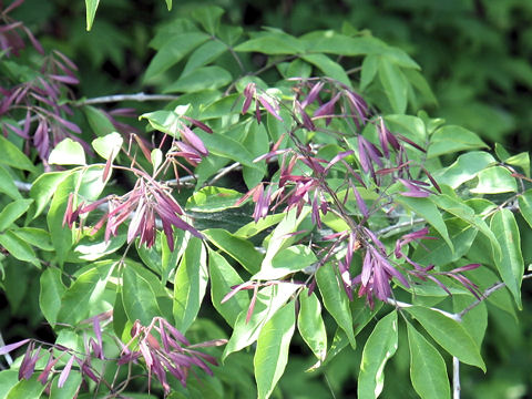 Fraxinus sieboldiana