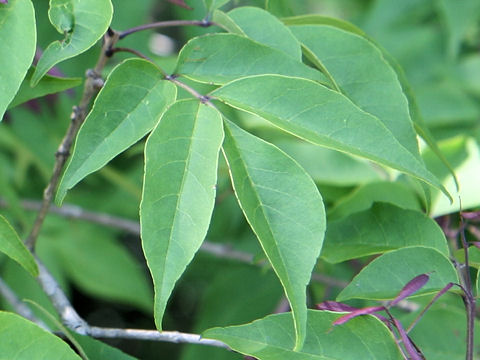 Fraxinus sieboldiana