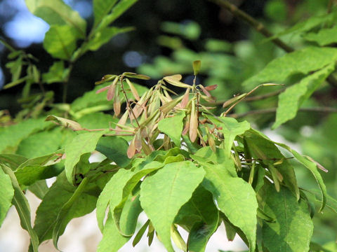 Fraxinus sieboldiana