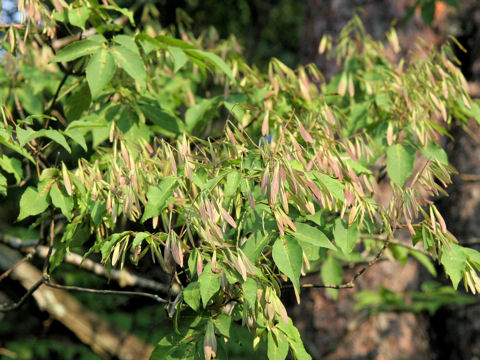 Fraxinus sieboldiana