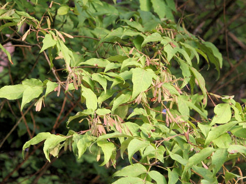 Fraxinus sieboldiana