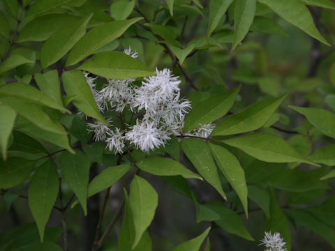 Fraxinus sieboldiana