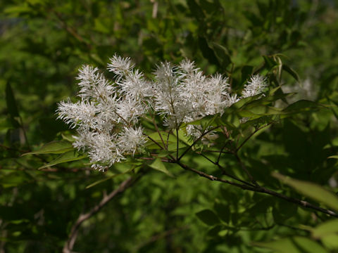 Fraxinus sieboldiana