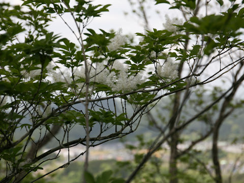 Fraxinus sieboldiana