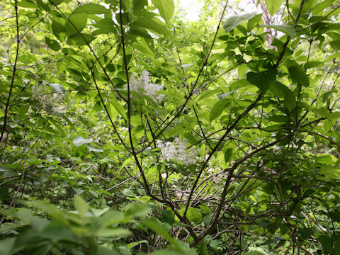 Fraxinus sieboldiana