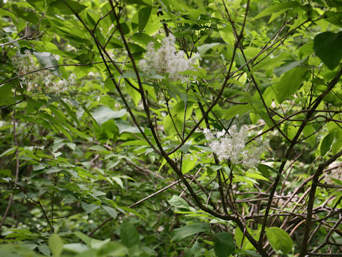 Fraxinus sieboldiana