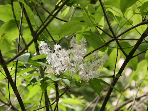 Fraxinus sieboldiana