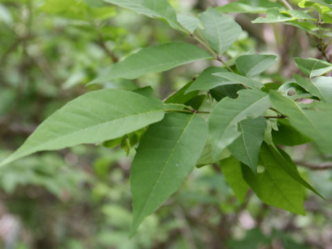 Fraxinus sieboldiana