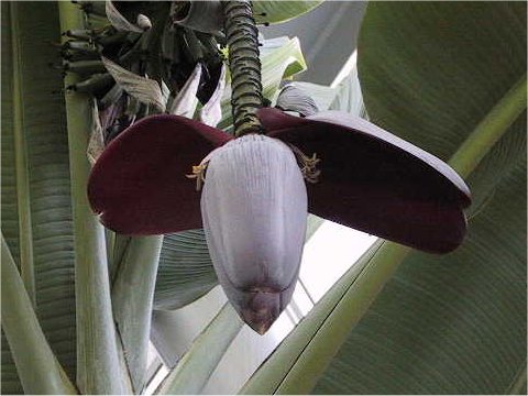 Musa textilis