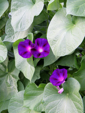 Ipomoea purpurea