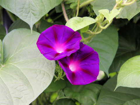 Ipomoea purpurea