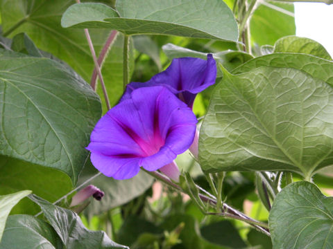 Ipomoea purpurea