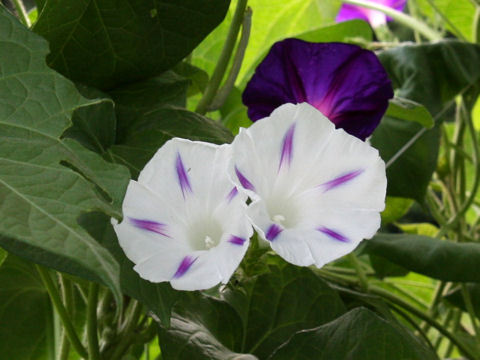 Ipomoea purpurea