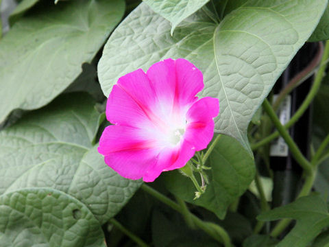 Ipomoea purpurea