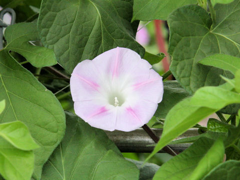 Ipomoea purpurea