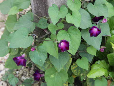 Ipomoea purpurea