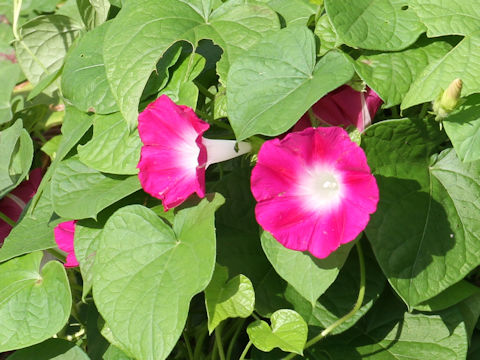 Ipomoea purpurea