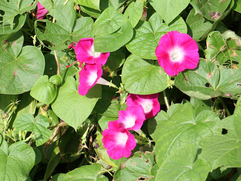 Ipomoea purpurea