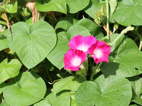 Ipomoea purpurea