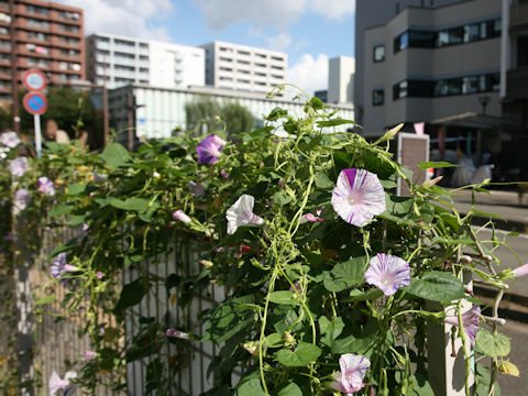 Ipomoea purpurea