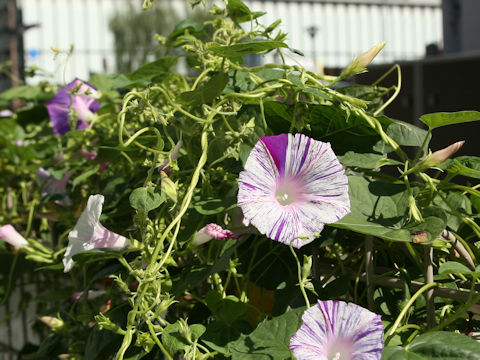 Ipomoea purpurea