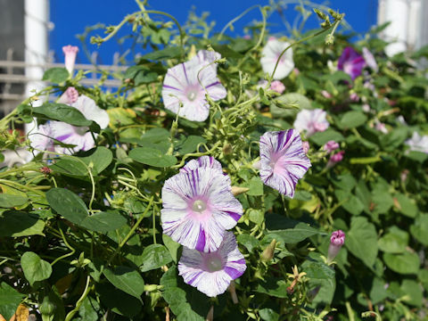 Ipomoea purpurea