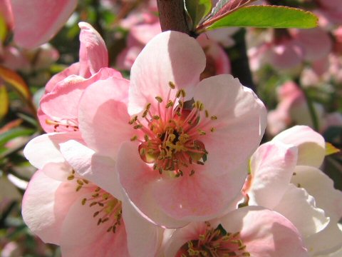 Chaenomeles cathayensis