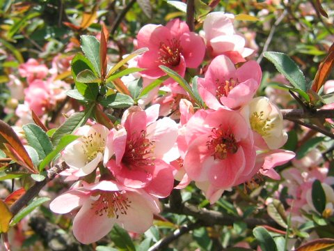 Chaenomeles cathayensis