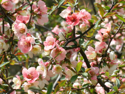 Chaenomeles cathayensis