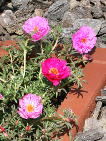 Portulaca glandiflora